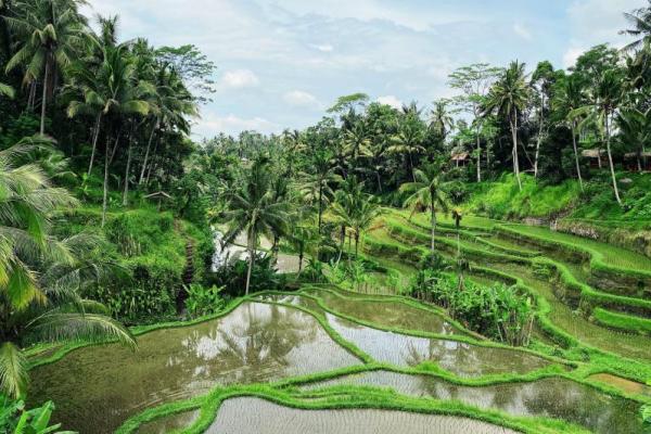 Berikut ini lima hotel mewah dengan pengalaman eksklusif di Ubud versi Balimemo.com