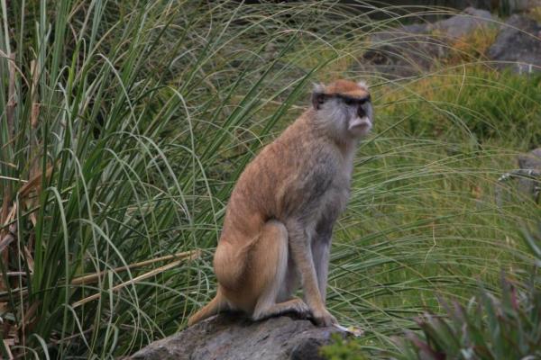 Monkey Forest Bali adalah kawasan cagar alam yang menjadi salah satu tempat destinasi populer yang ada di Bali.