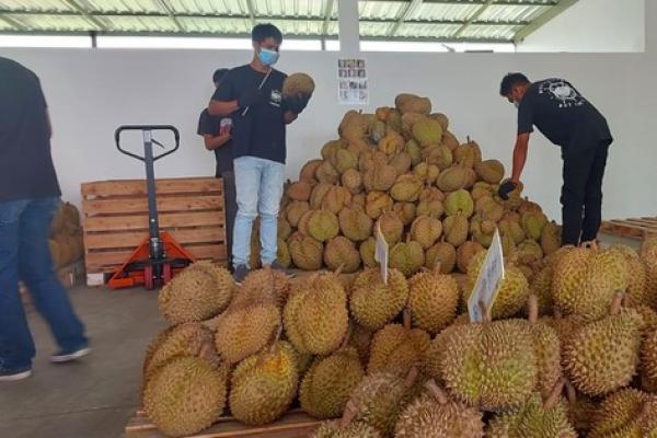 Kementerian Pertanian (Kementan) mendorong produk durian Bali memenuhi syarat ekspor untuk mengisi pasar internasional, khususnya Asia