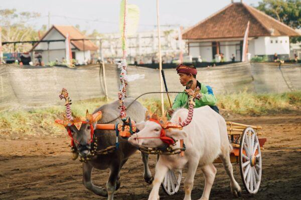 Sirkuit All in One untuk pertama kalinya menjadi tuan rumah penyelenggaraan Makepung Bupati Cup