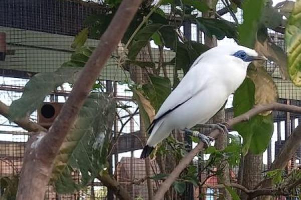 Burung Jalak Bali salah satu spesies burung yang sangat ikonik di Pulau Dewata. Fauna ini memiliki karakter yang periang dengan keindahan fisik yang khas. 