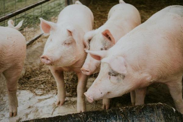 GUPBI Sayangkan Harga Babi Turun Jelang Hari Raya Galungan