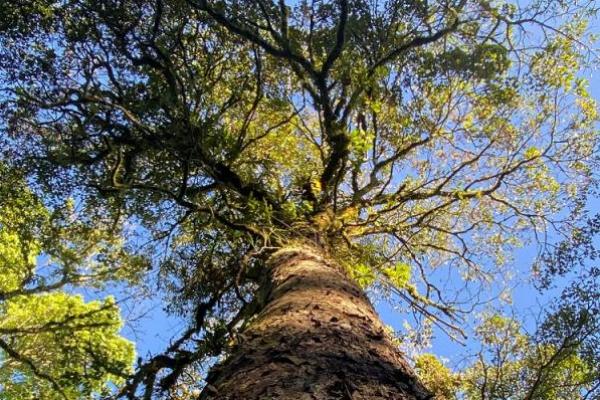 Mitos ini bukan sekadar takhayul belaka, melainkan memiliki akar yang dalam pada kepercayaan dan tradisi masyarakat Bali.