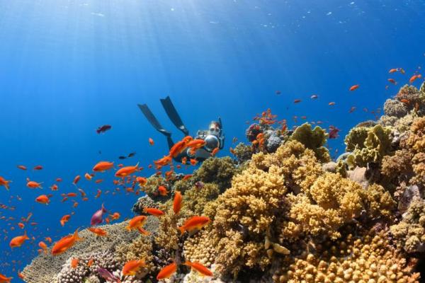 Tempat Snorkeling dan Diving Terpopuler di Bali