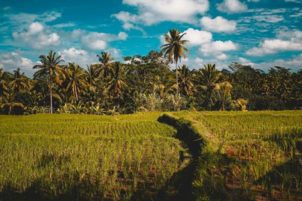 Meski pariwisata masih menjadi nomor satu, masih banyak investasi di sektor lainnya yang tak kalah menggiurkan, salah satunya perkebunan kelapa.