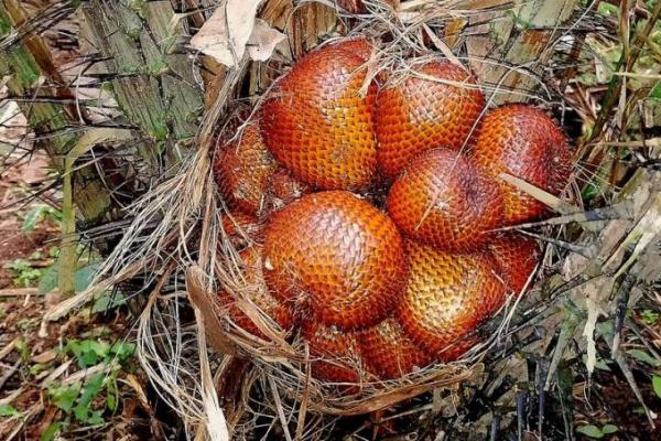 Salak Gula Pasir asli tumbuh di wilayah Karangasem, Bali. Meskipun salak jenis ini juga ditemukan di daerah lain di Bali, namun yang tumbuh di Karangasem memiliki kualitas terbaik.