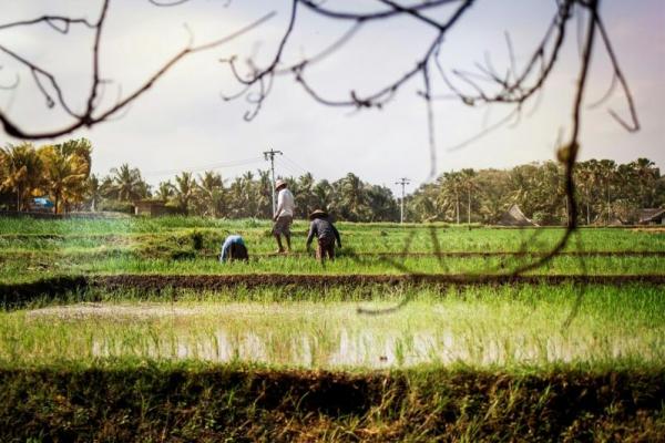 Subak tak hanya berguna mengalirkan air, melainkan juga mencerminkan filosofi kehidupan masyarakat Bali yang menghargai harmoni antara manusia, alam, dan Tuhan.