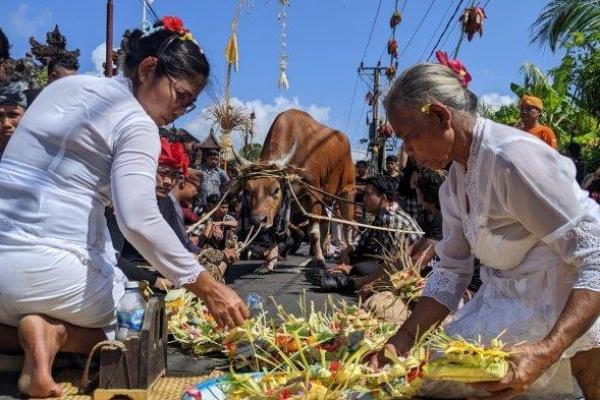 Berikut ini lima tradisi lokal yang masih bisa kamu temui ketika berlibur ke Klungkung, Bali, sebagaimana dirangkum Balimemo.com