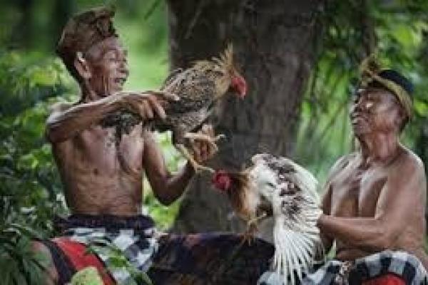 Sejarah Tajen, Sabung Ayam Bali