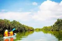 Keindahan dan Daya Tarik Hutan Mangrove di Bali